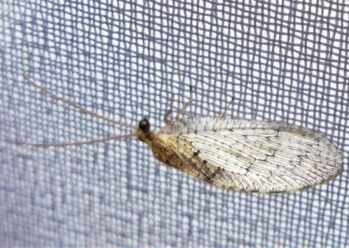 Hemerobius sp.